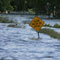 Flood