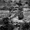Black and White Ground