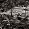 Black and White Log