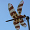 Insect