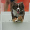 Dog Show